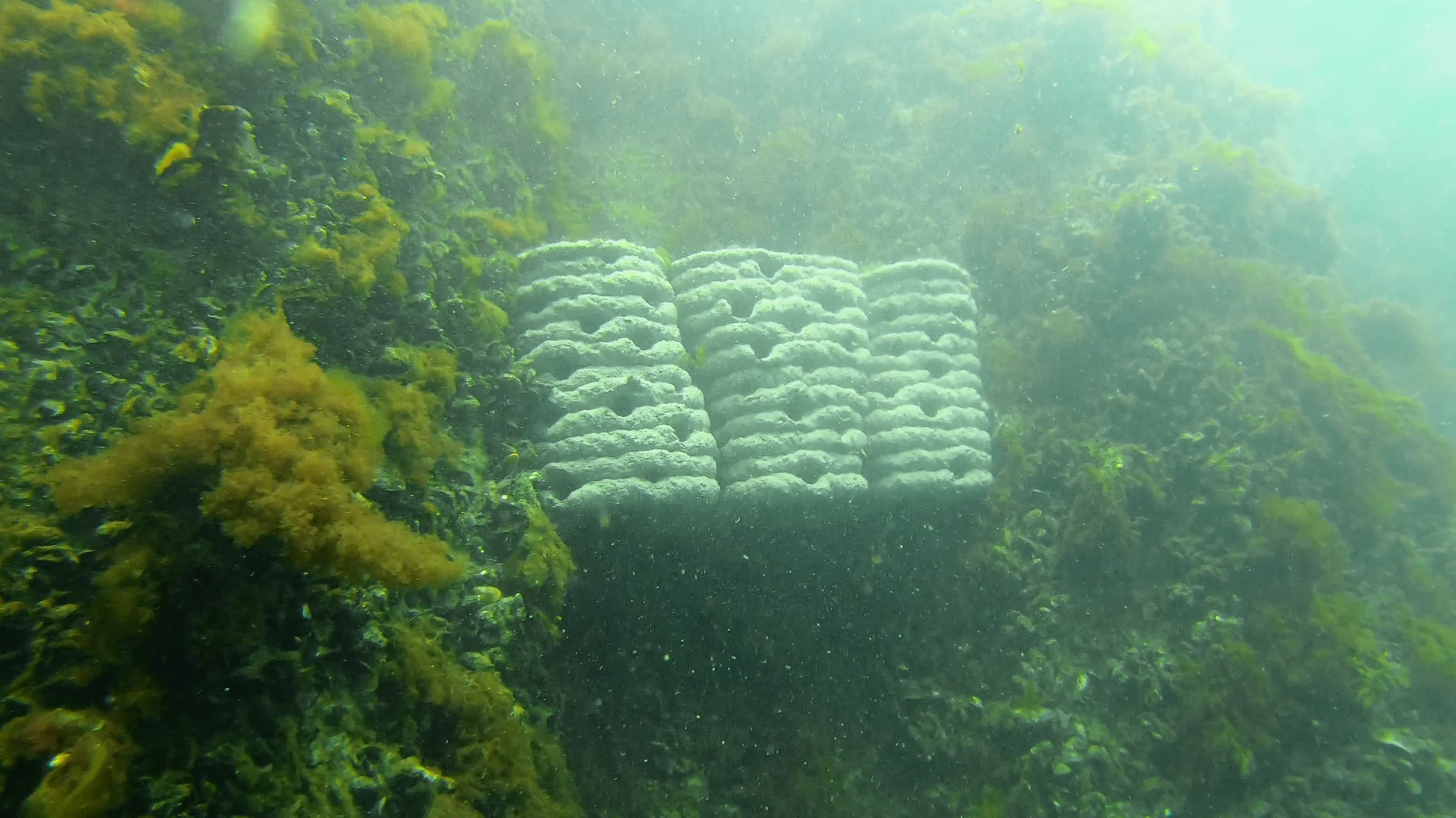 Underwater view of 3D-printed reef modules installed on harbour sheet piles